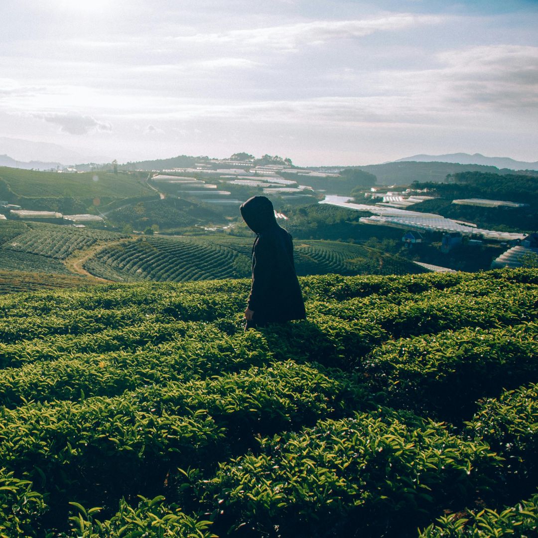 homme dans un champs de thé matcha Afbeelding